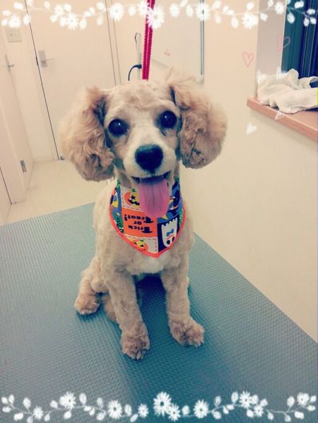 ９月１２日トリミング写真プー丸