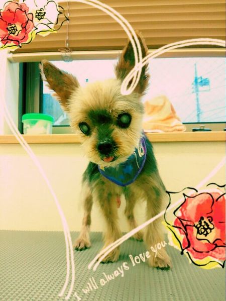 ９月１４日トリミング写真ポコ