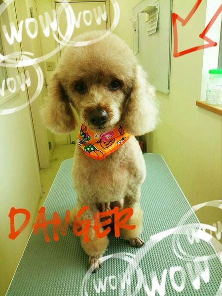 ９月１６日トリミング写真クー