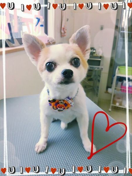 ９月１７日トリミング写真まめ太