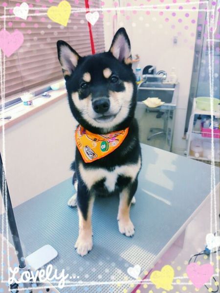 ９月１７日トリミング写真ハヤテ