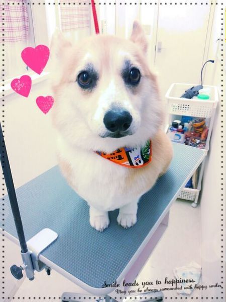 ９月１７日トリミング写真ビジュー