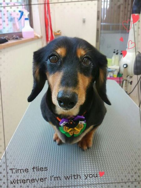 ９月１９日トリミング写真ライス