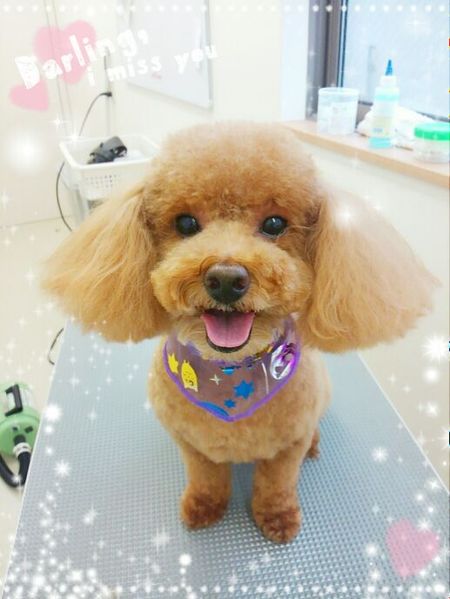 ９月１９日トリミング写真チョコ