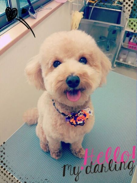 ９月２０日トリミング写真マロン