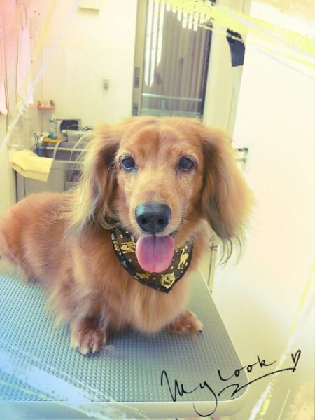 ９月２０日トリミング写真ミント