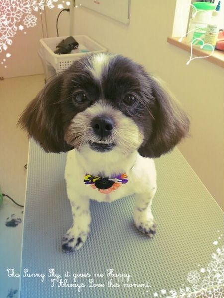 ９月２０日トリミング写真モモ