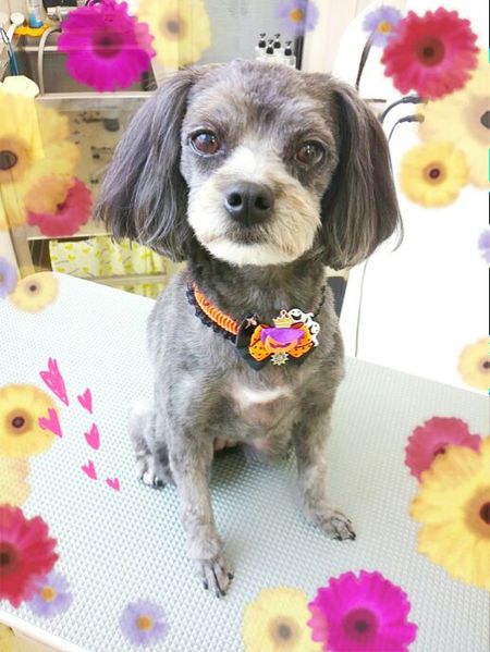 ９月２０日トリミング写真あんず