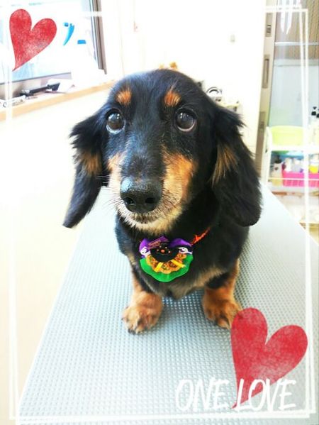 ９月２３日トリミング写真ユウ