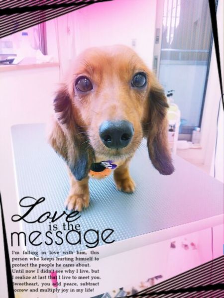 ９月２３日トリミング写真レイ