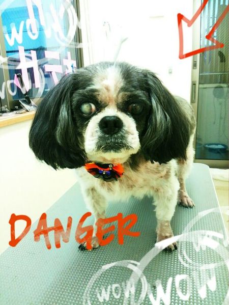 ９月２３日トリミング写真チーズ