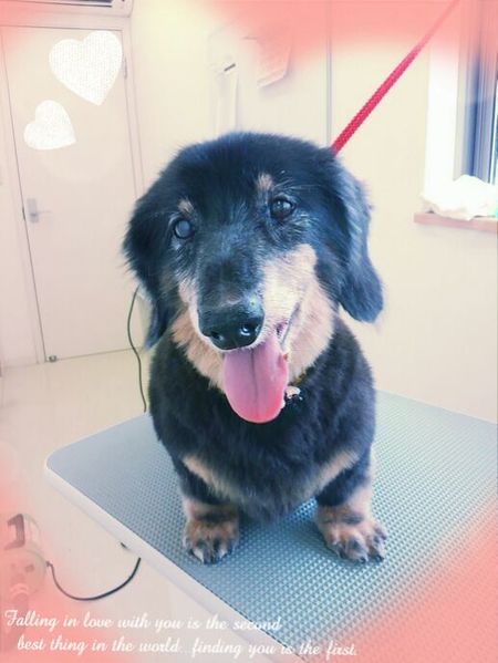 ９月２４日トリミング写真ルイ