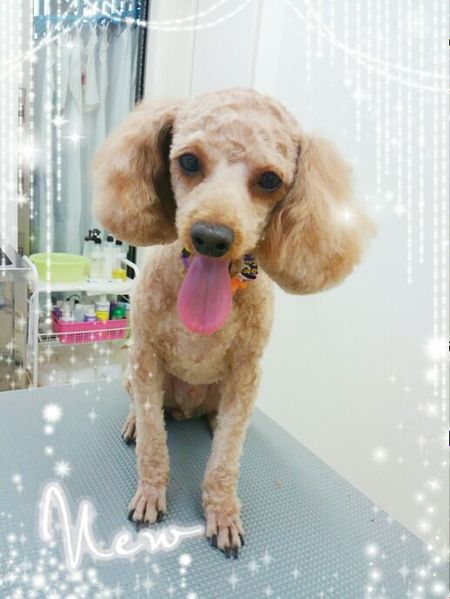 ９月２４日トリミング写真トーイ