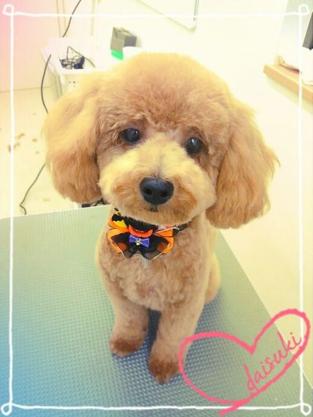 ９月２４日トリミング写真napちゃん