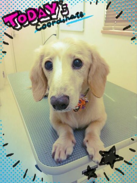 ９月２６日トリミング写真ドリー