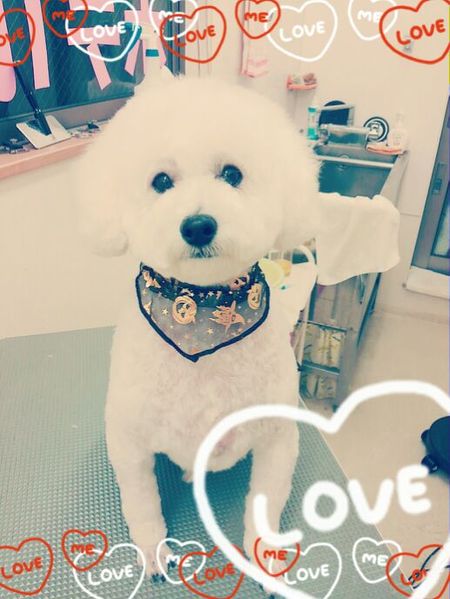 ９月２６日トリミング写真ピース