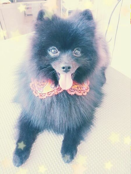 ９月２７日トリミング写真ゴア