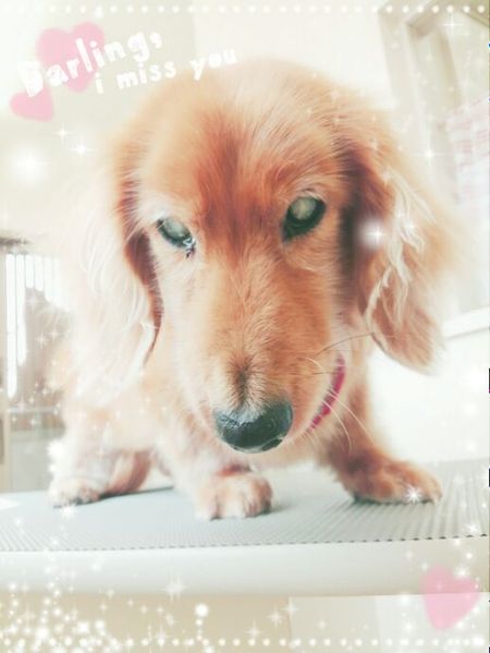 ９月２７日トリミング写真ゴードン