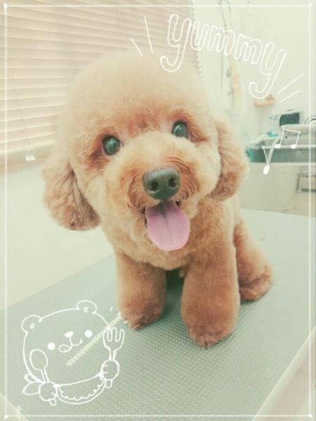 ９月２７日トリミング写真ぽん吉