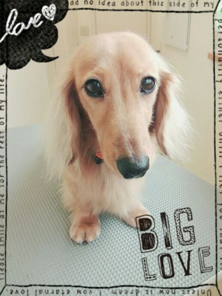 ９月２８日トリミング写真プリン