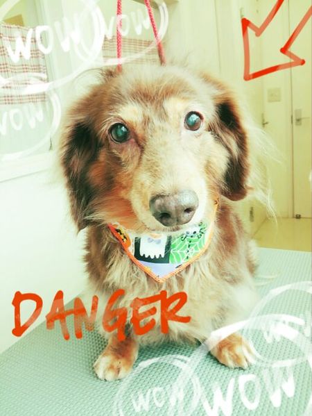 ９月２８日トリミング写真チョコラ