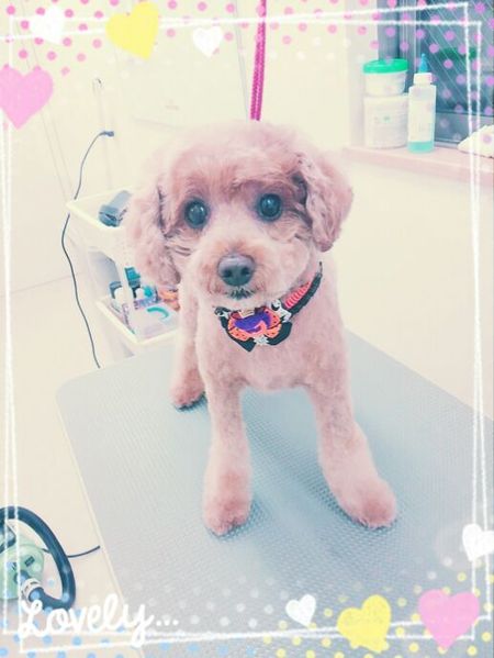 ９月２８日トリミング写真ぶり