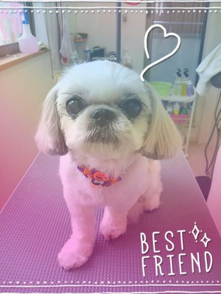 ９月３０日トリミング写真ヒメ