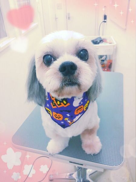 ９月３０日トリミング写真蓮