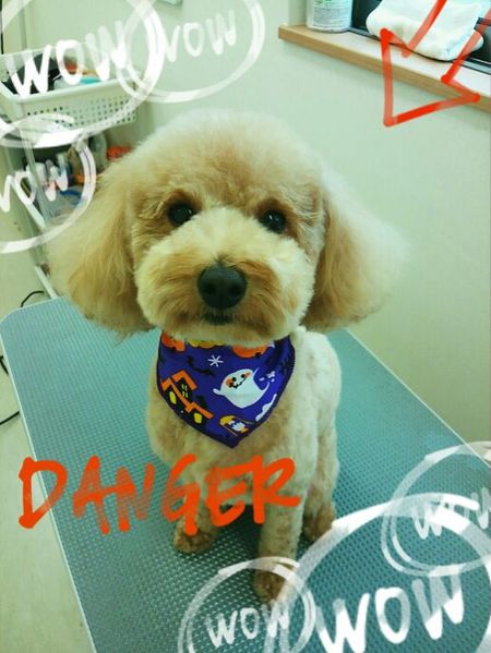 １０月３日トリミング写真マロン