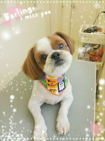 １０月３日トリミング写真友