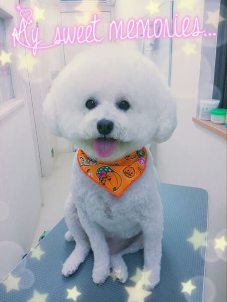 １０月３日トリミング写真ルル