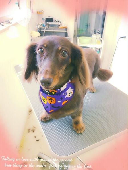 １０月４日トリミング写真コロン