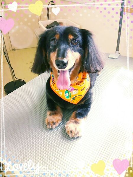 １０月４日トリミング写真マロン