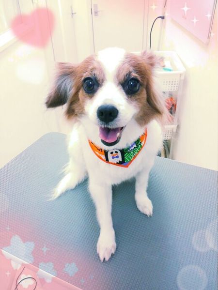 １０月４日トリミング写真なつ