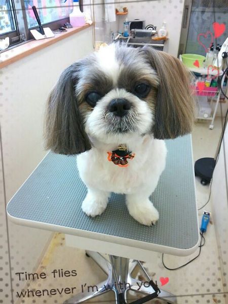 １０月５日トリミング写真ロン