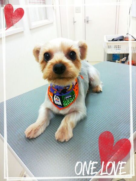 １０月５日トリミング写真ボイ