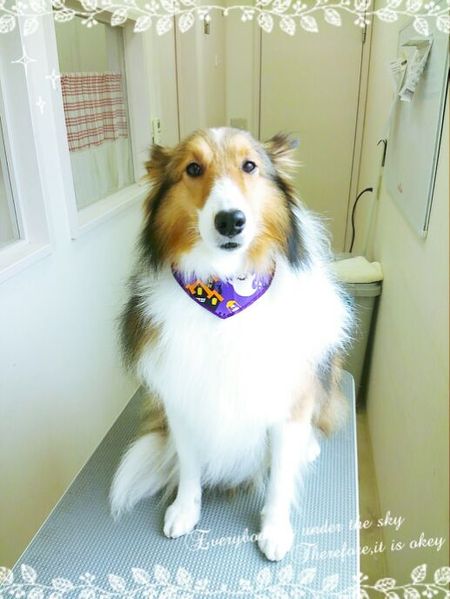 １０月７日トリミング写真モア