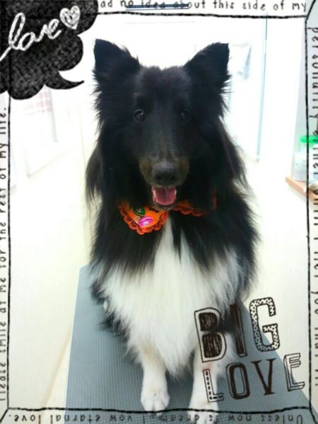 １０月７日トリミング写真コーディー