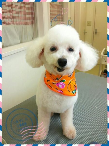 １０月８日トリミング写真ジャック