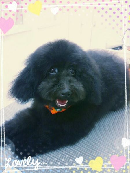 １０月８日トリミング写真ジェット