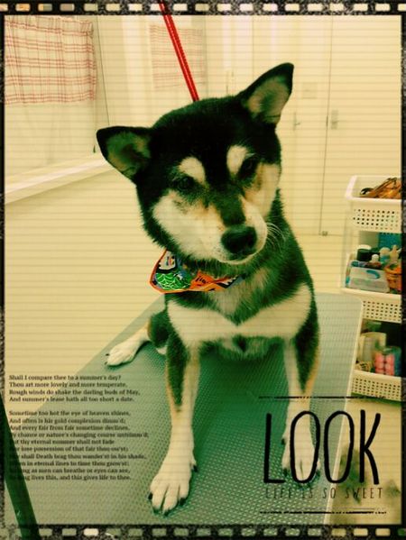 １０月１１日トリミング写真小夏