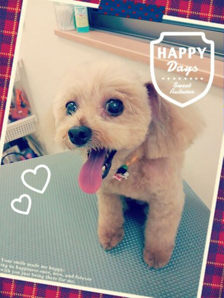 １０月１１日トリミング写真ポポロン