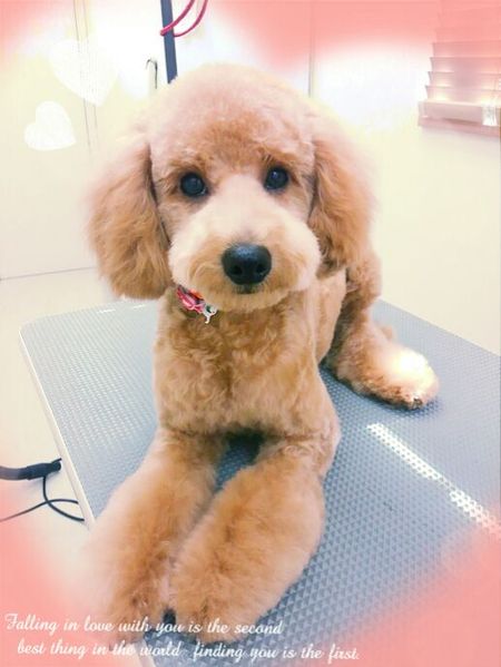 １０月１２日トリミング写真ケン