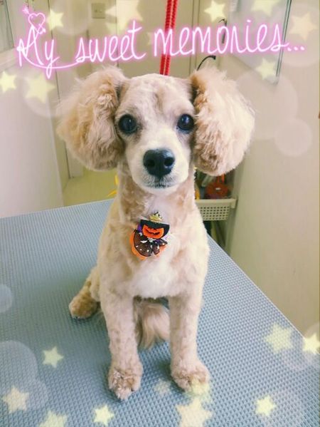 １０月１４日トリミング写真プー丸