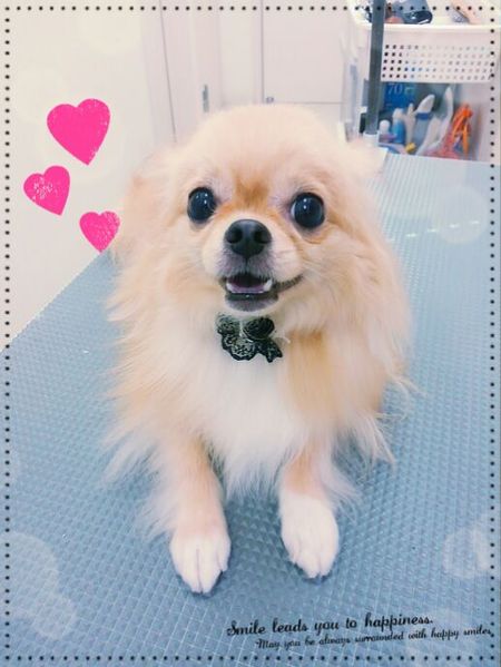 １０月１４日トリミング写真ココア