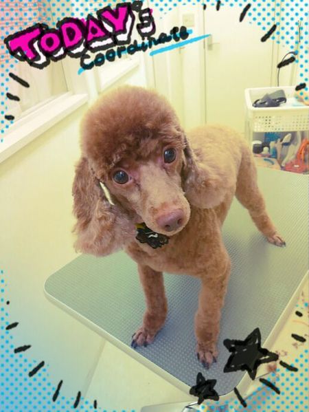 １０月１４日トリミング写真コロ