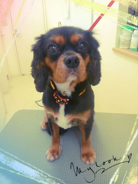 １０月１５日トリミング写真ヒマワリ