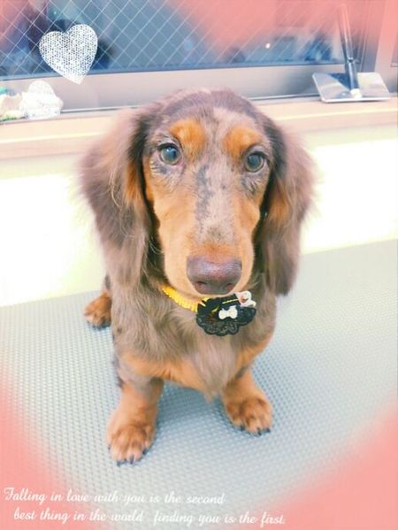 １０月１７日トリミング写真モカ