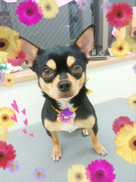 １０月１７日トリミング写真マル