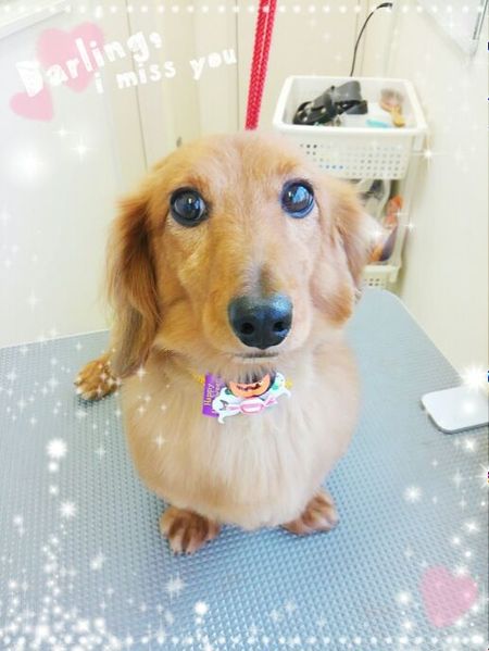 １０月１７日トリミング写真ジジ